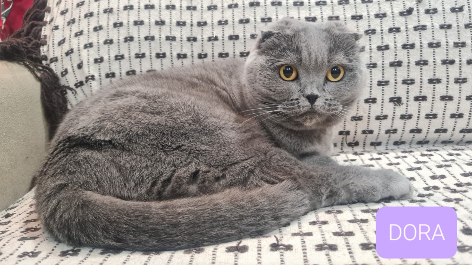 Dora