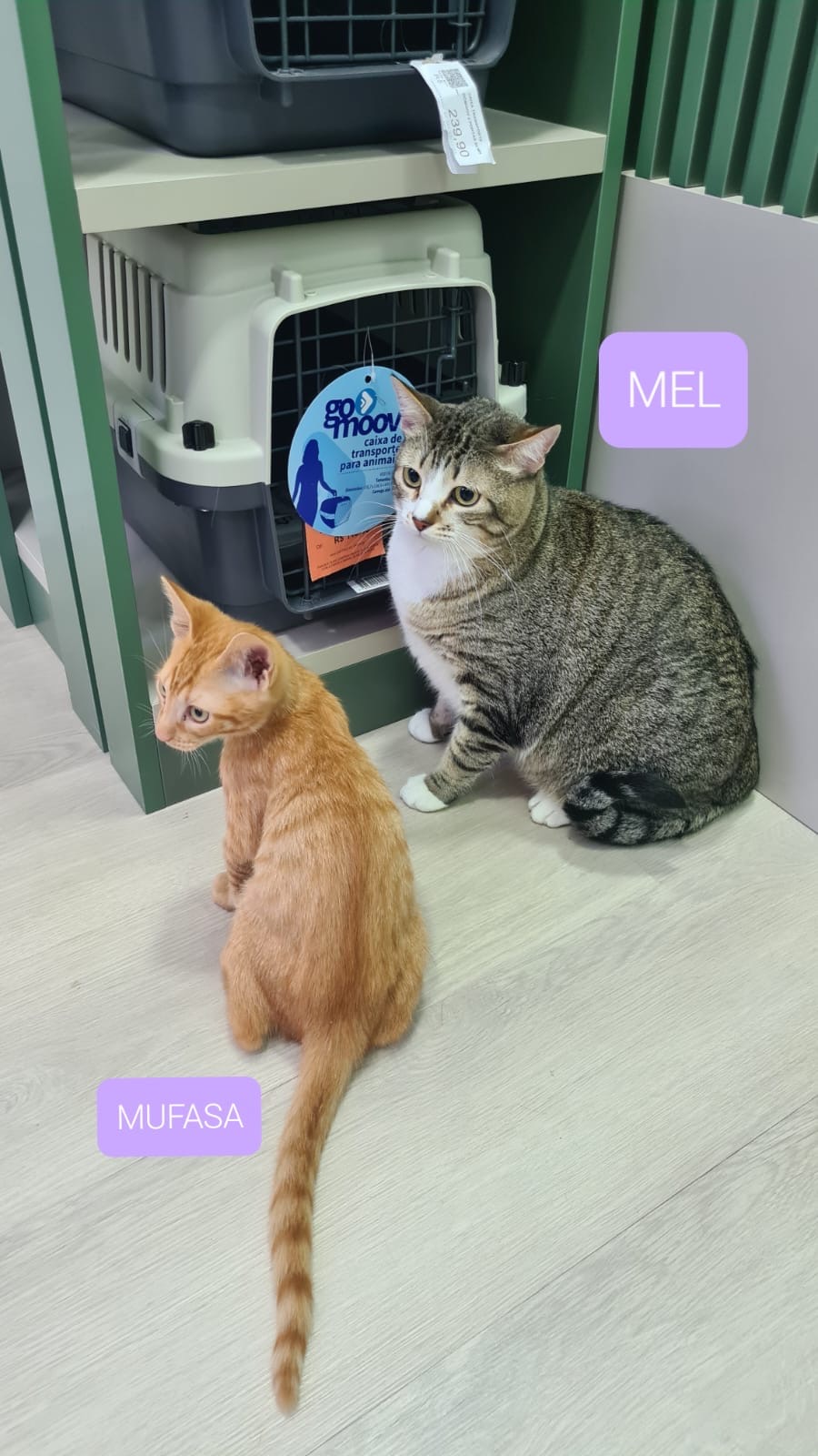 Mel e Mufasa
