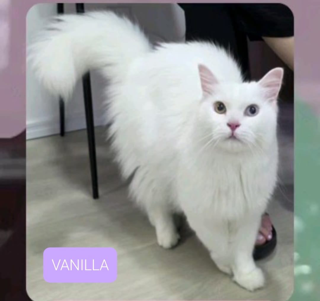 Vanilla